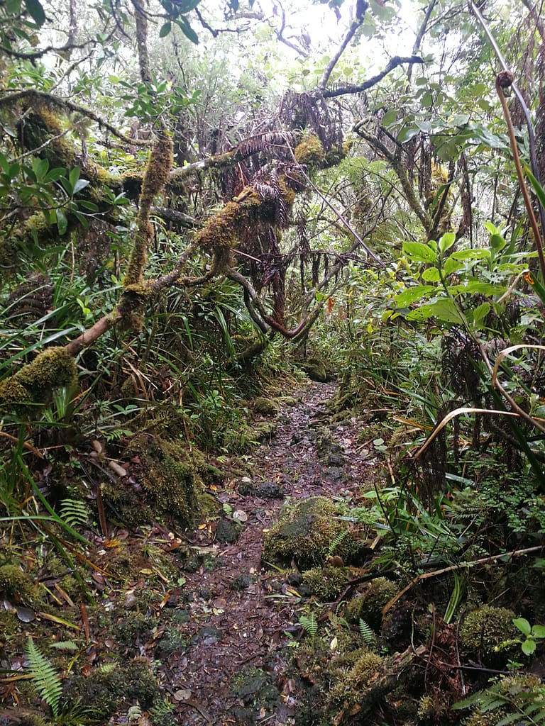 Jungle primaire des hauts de la Réunion randonnée