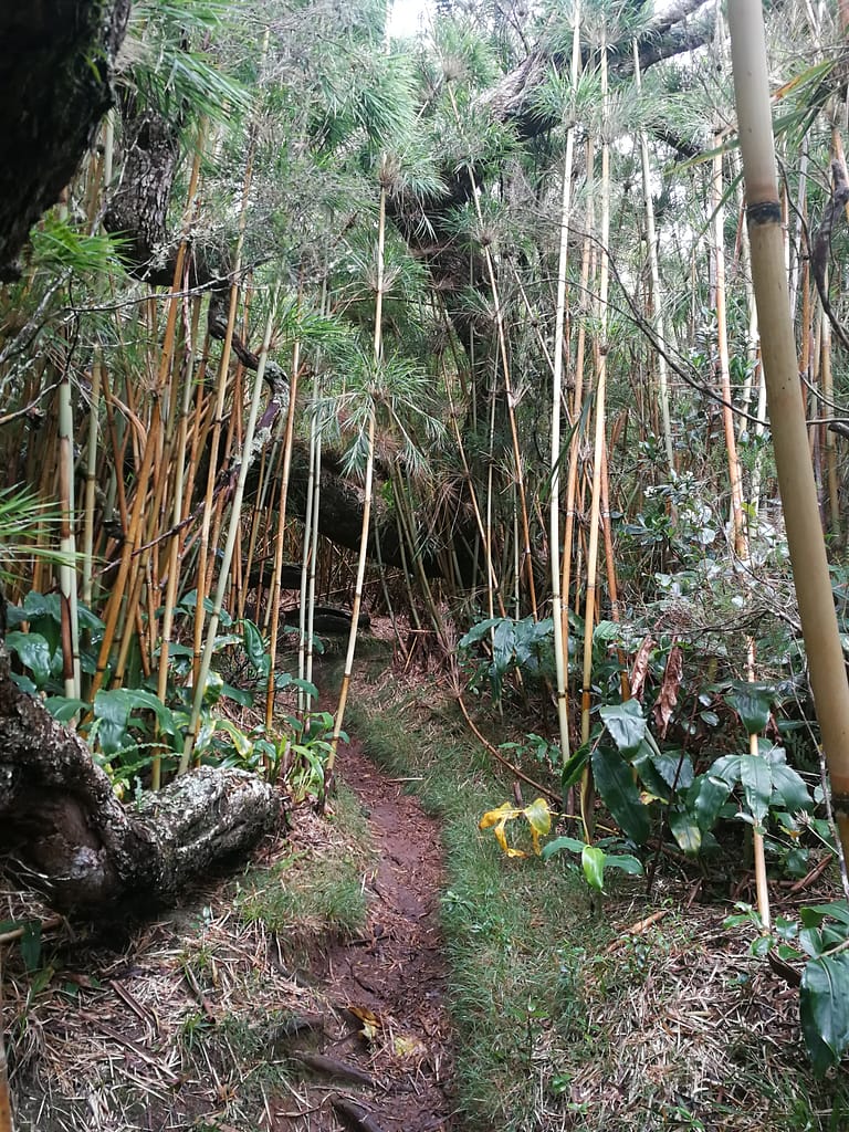 Sentier dans les bambous calumets de la forêt des hauts de la Réunion, Nord de l'île.